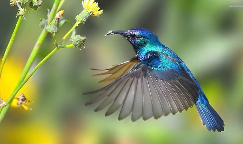 Hummingbird in nature